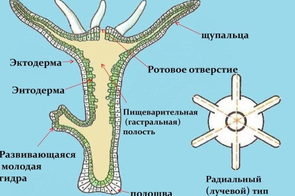 Kraken даркнет переходник